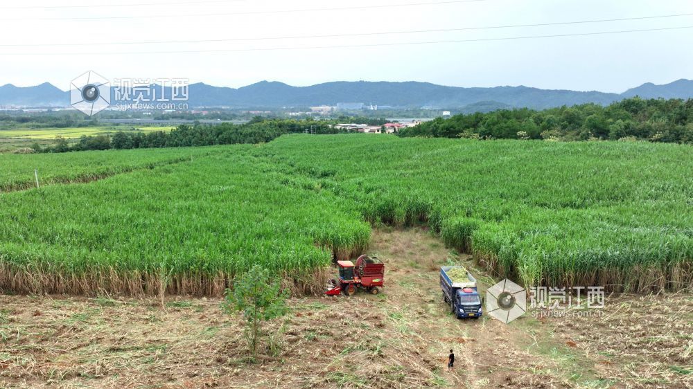 金秋时节,江西省分宜县分宜镇水北村、池塘村等地的青贮饲草进入大规模收割季。饲草种植企业抢抓农时进行收割与加工,田间地头与加工车间内呈现出一派忙碌的采收加工景象。