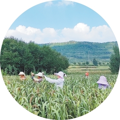 山东沂南县，农民在收割谷子。