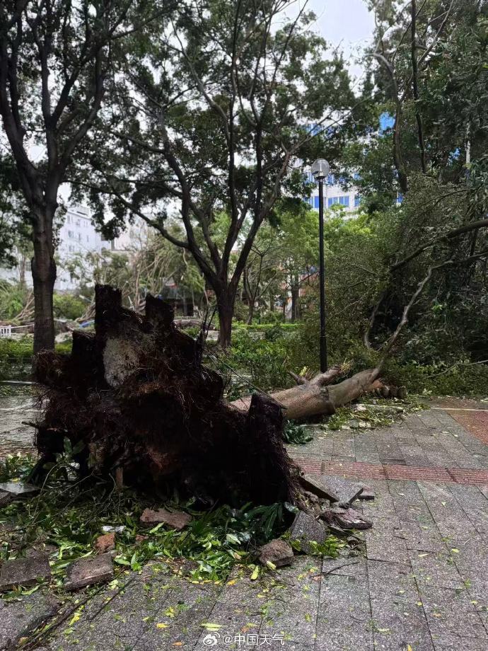 台风桦加沙对广东阳江造成严重影响：海水倒灌、树木折断