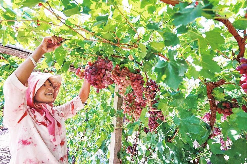 近日，走进临泽县平川镇三二村的葡萄种植基地，采收的忙碌气息扑面而来。蒋雪佳　摄