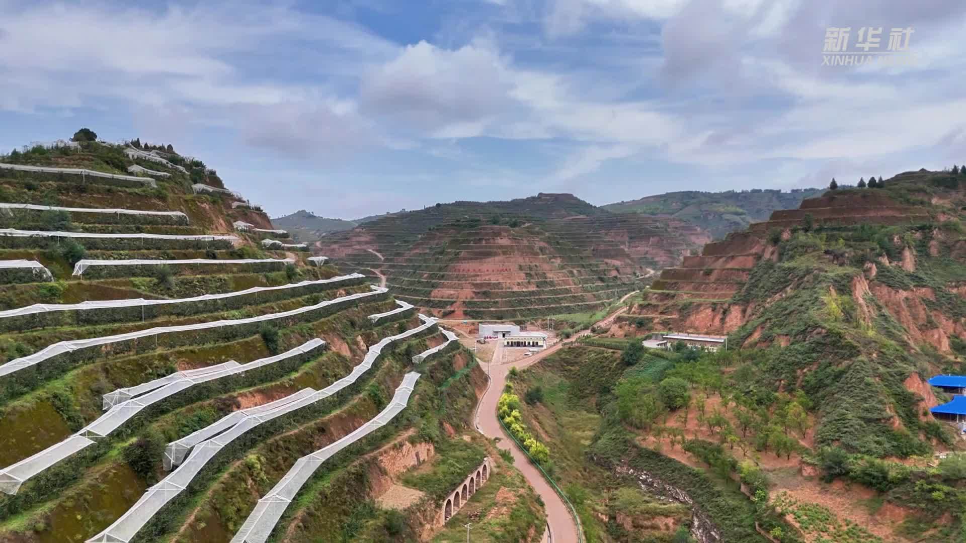 陕西吴堡：黄河岸边梨飘香