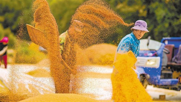 静宁县红寺镇甘湾村农民收获小杂粮　新甘肃&middot;甘肃日报通讯员　王毅