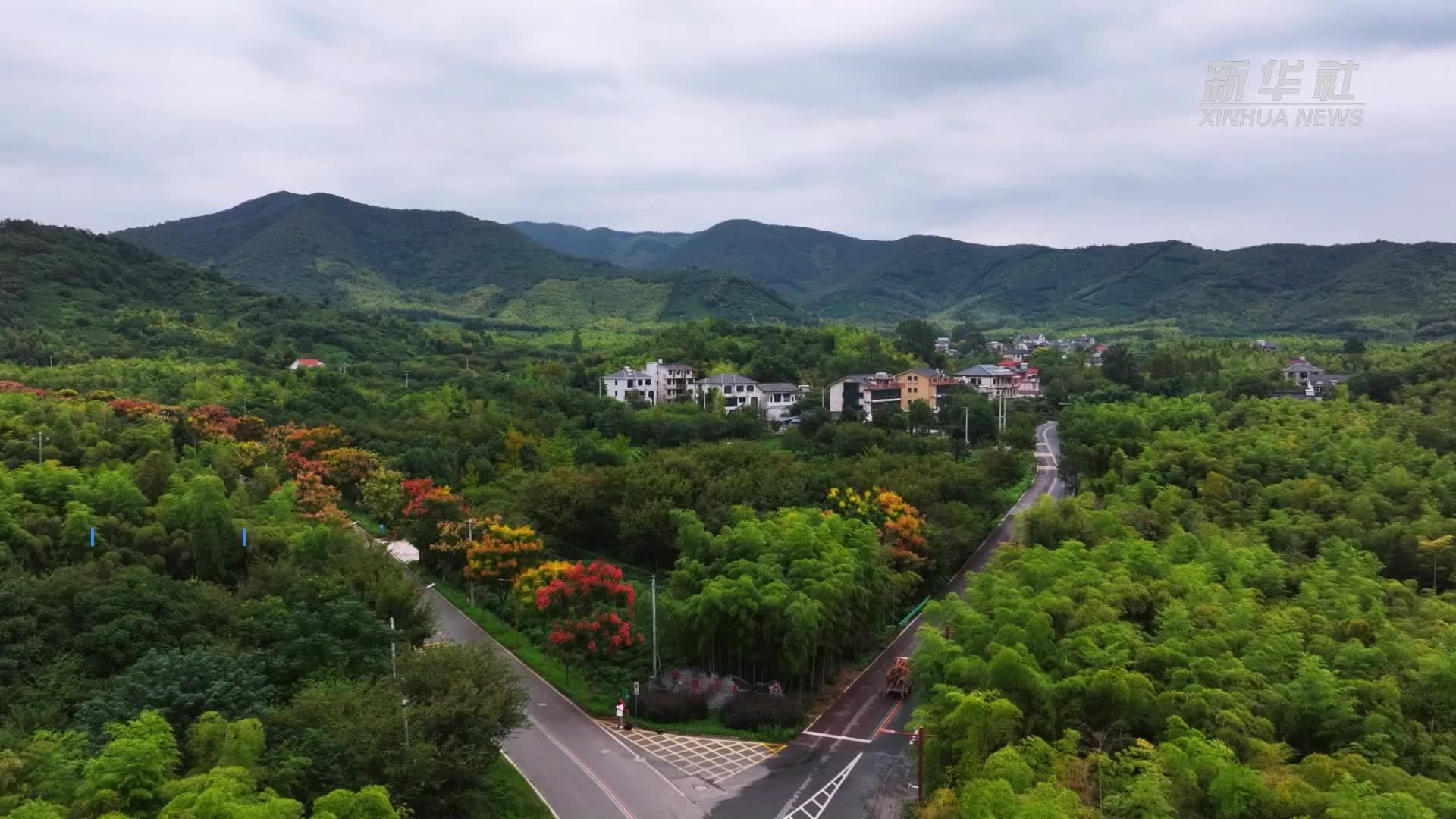 浙江长兴：栾树花开 秋色如画
