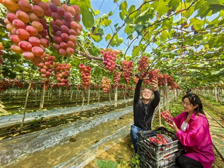 9月21日，村民在位于方城县博望镇李良庄村的葡萄园里采摘葡萄。崔培林 摄