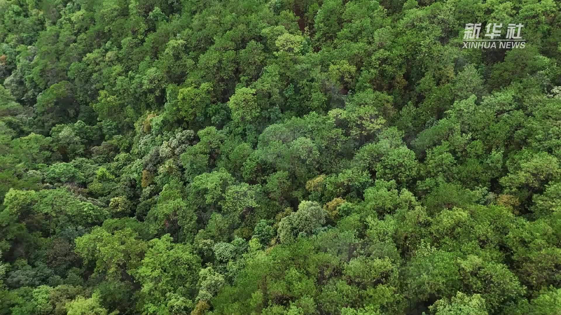 比鲜花更浪漫！云南宁洱深山“寻枞记”