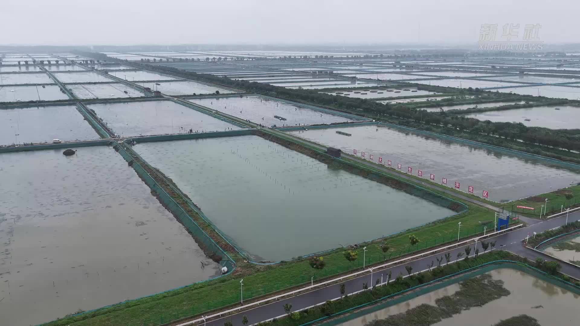 江苏淮安：双节将至蟹正肥 洪泽湖大闸蟹抢“鲜”上市