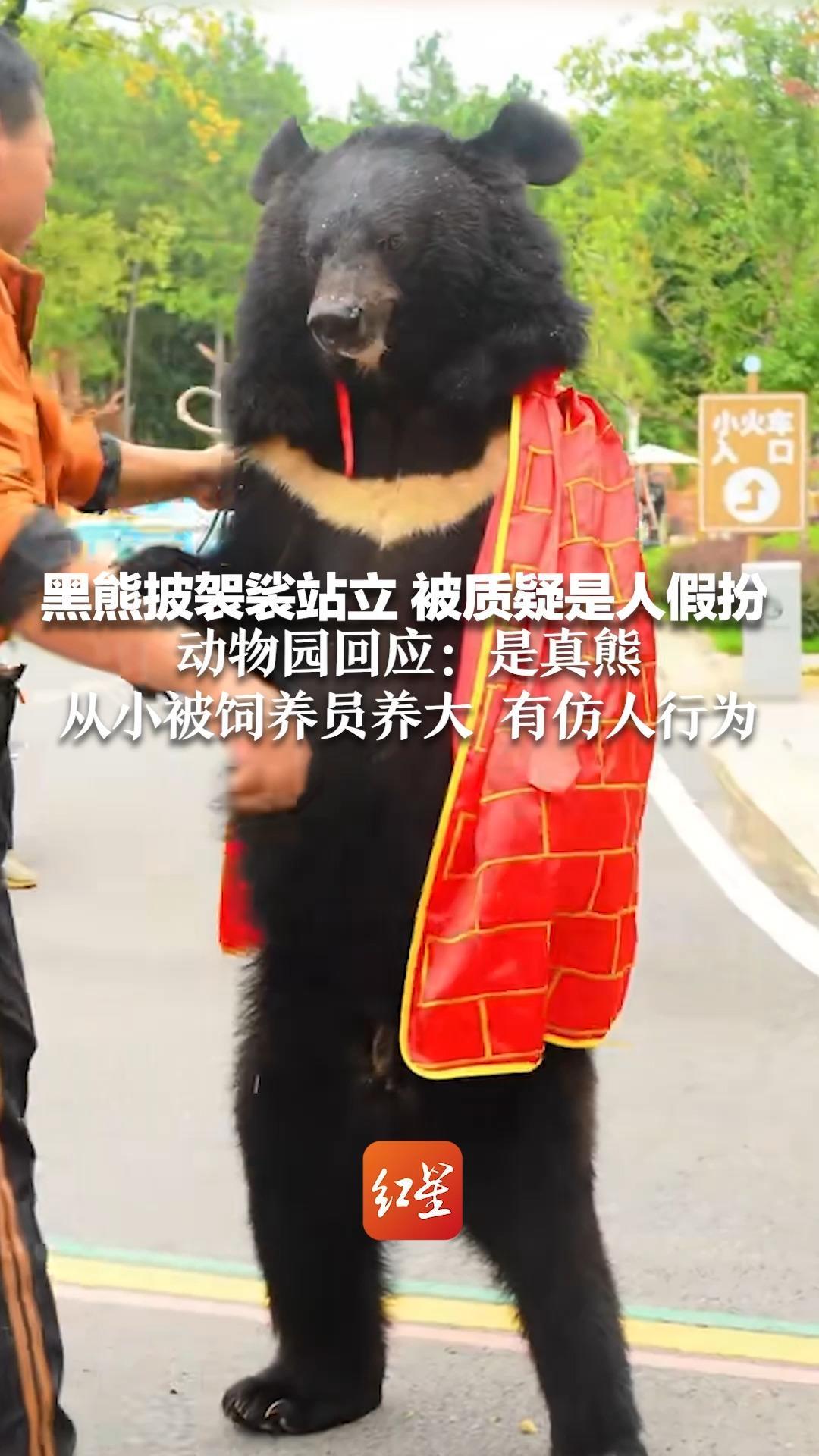 这一世它不用偷袈裟，自带！黑熊披袈裟站立 被质疑是人假扮 动物园回应：是真熊 从小被饲养员养大 有仿人行为