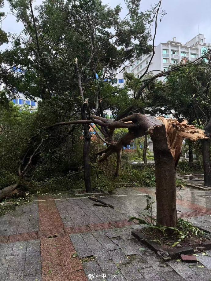 台风桦加沙对广东阳江造成严重影响：海水倒灌、树木折断