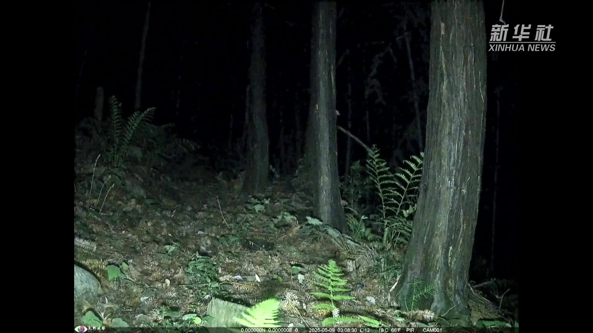 庐山保护区首次拍摄到中华穿山甲夜间活动彩色影像