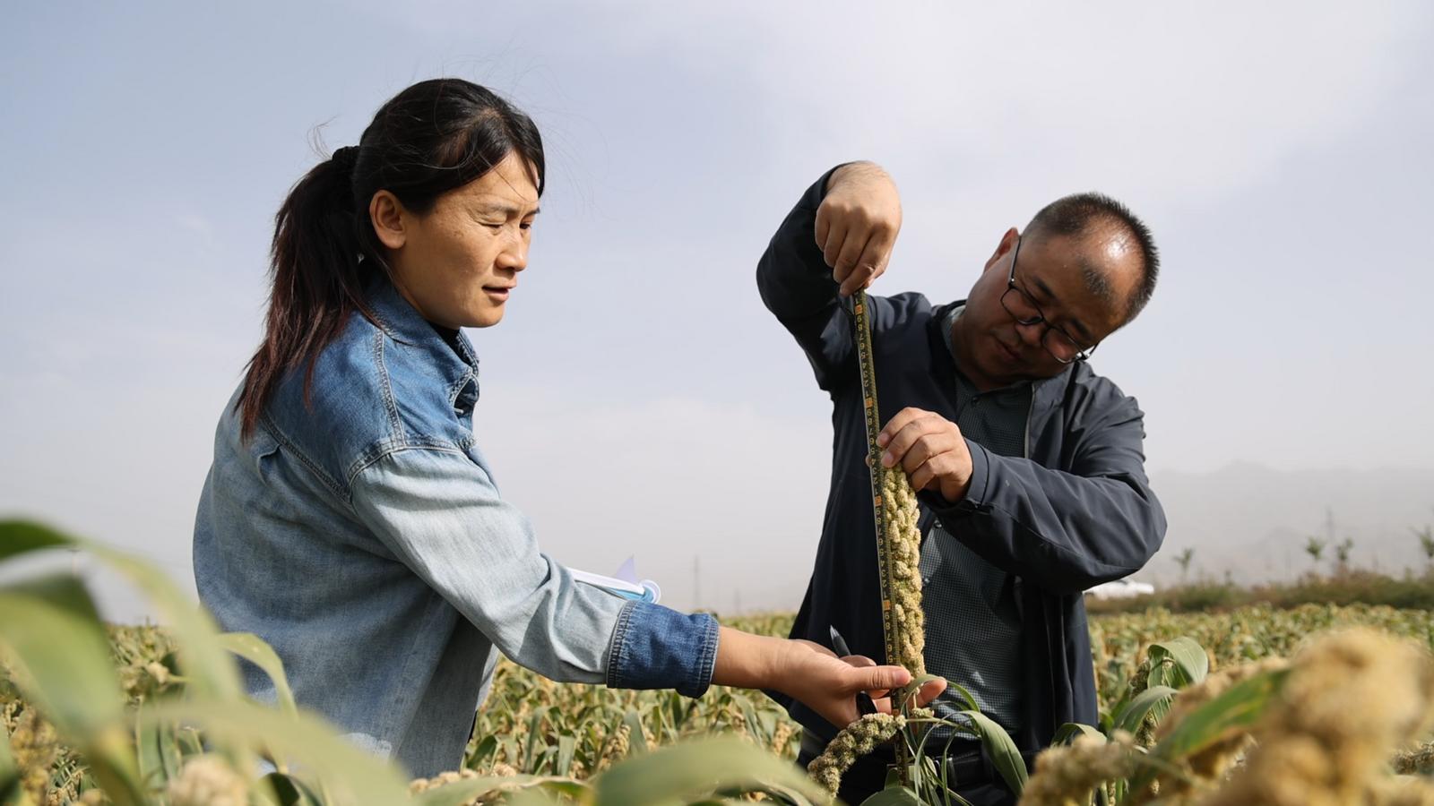 △农技人员正在测产