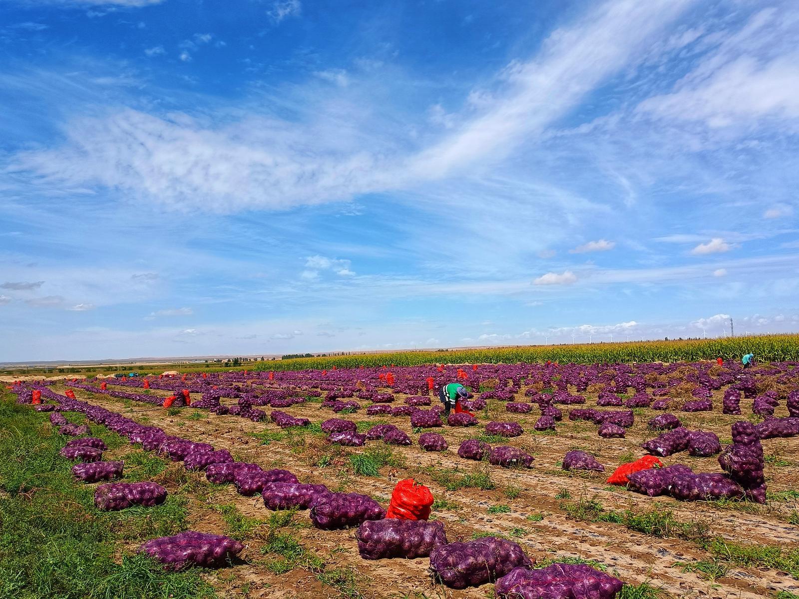 △网友　沙漠飞豹　摄