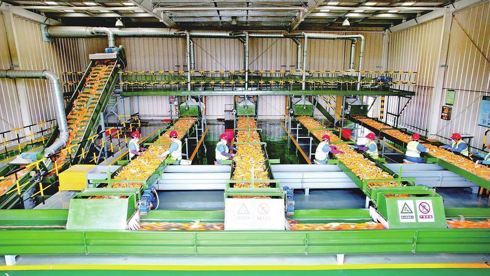 在甘肃三北种业有限公司的生产车间里，新改建的种子加工生产线正全速运转。徐焘　程莉　摄