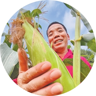 广西忻城县，农民查看玉米长势。