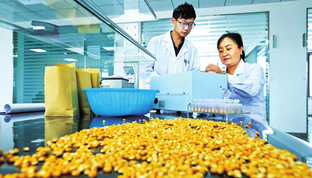 9月18日，甘州区华瑞恒祥制种检测化验中心内，工作人员正在检测制种玉米胚芽。金秋时节，张掖市114.5万亩制种玉米喜获丰收，华瑞恒祥、天宇、多成等52家种子加工企业也开足马力生产加工玉米优质良种。