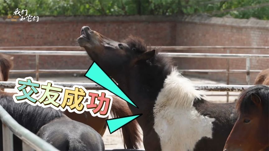 马群弱肉强食，上演真实生存战，小马初来乍到被欺负