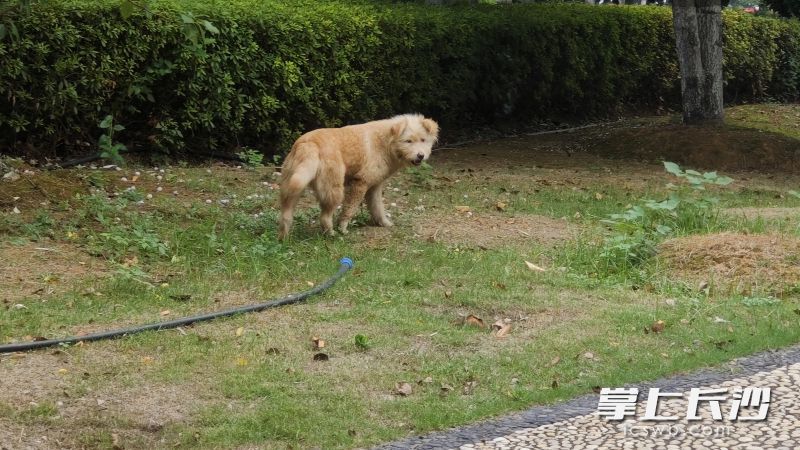 图书馆附近的流浪狗。照片均为长沙晚报实习生 彭傲 摄