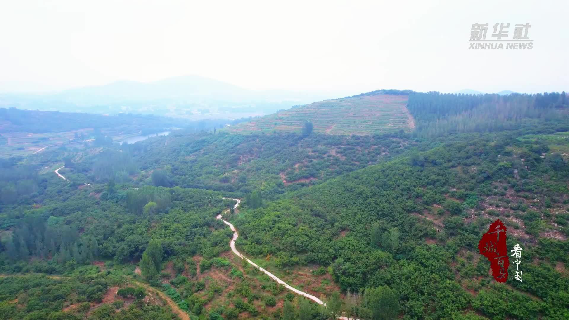 千城百县看中国·“丰”景正好｜山东沂南：板栗飘香