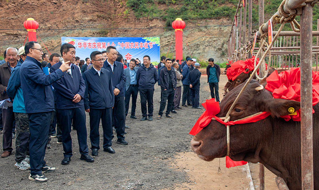 甘肃华亭养殖户秒变造型师 速来围观牛明星"选秀"现场