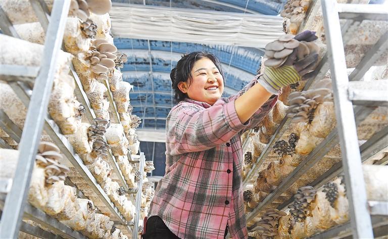 在清水县白沙镇赵沟村食用菌种植基地，工人采收平菇、木耳。新甘肃&middot;甘肃日报通讯员　孙镇