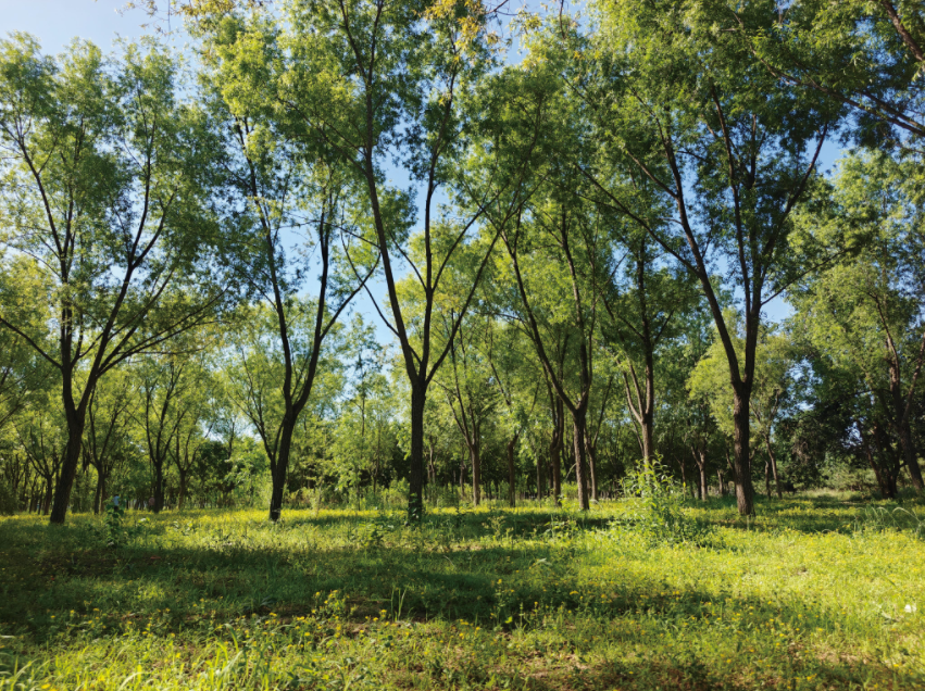 于辛庄村后头的小树林,我时常去这里散步
