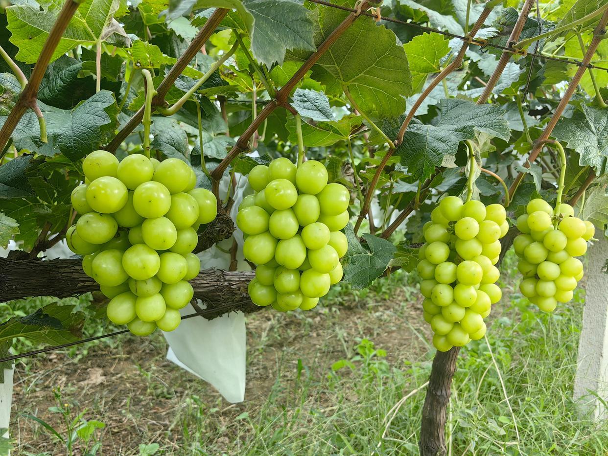 9月21日,招远市大户陈家村种植的葡萄。新华社记者 邵琨 摄