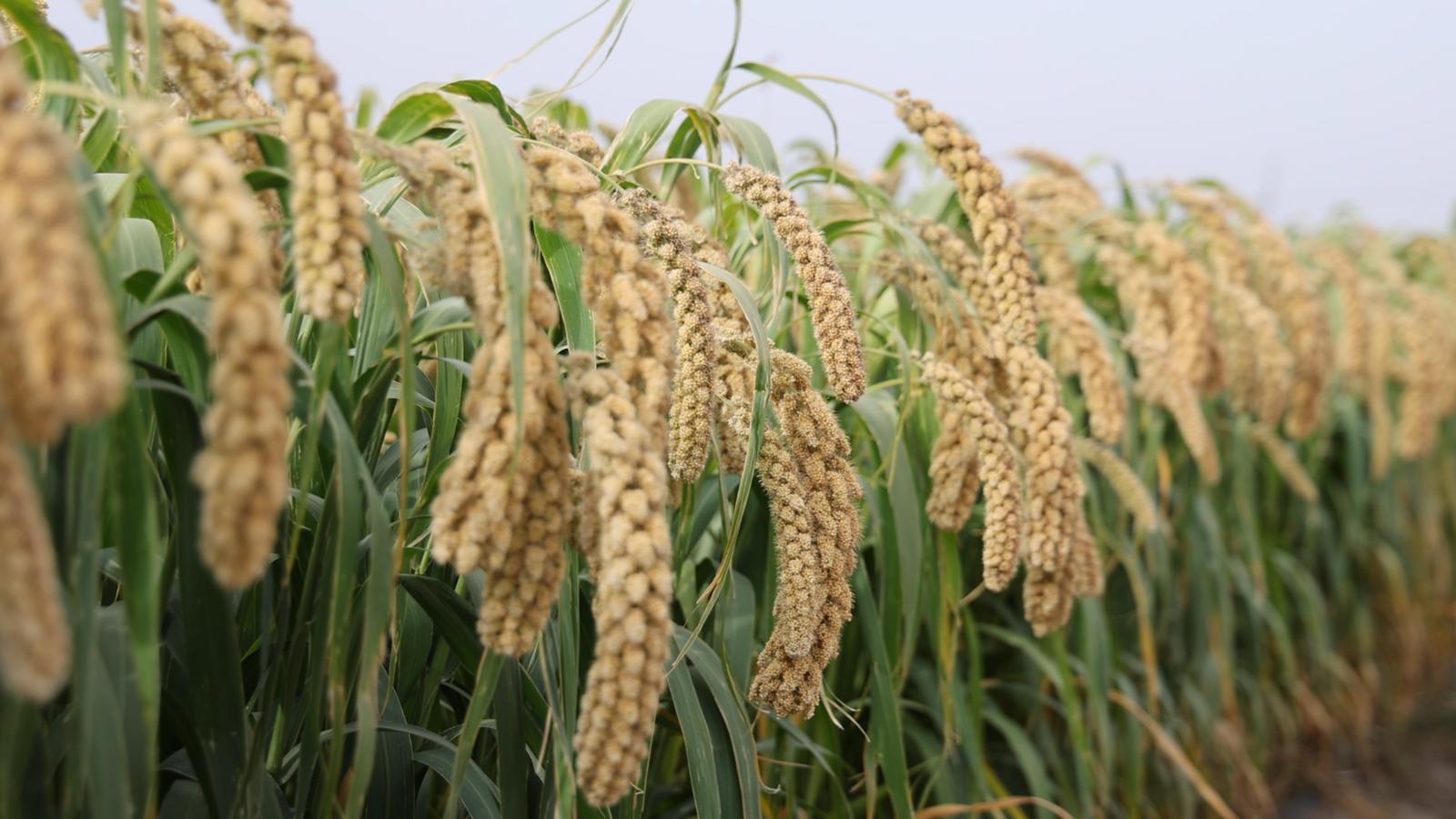 △“张杂谷16号”谷穗颗粒饱满