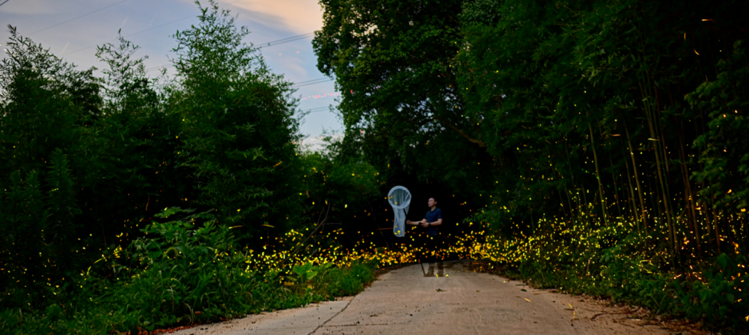 胡金波在野外研究萤火虫