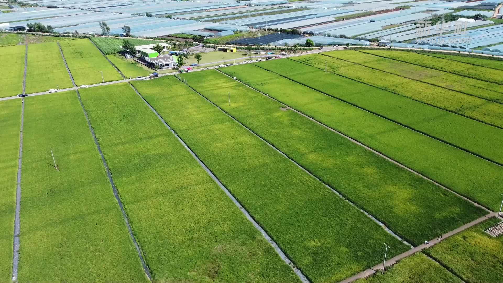 袁隆平超级杂交水稻云南蒙自和个旧示范基地迎来秋收