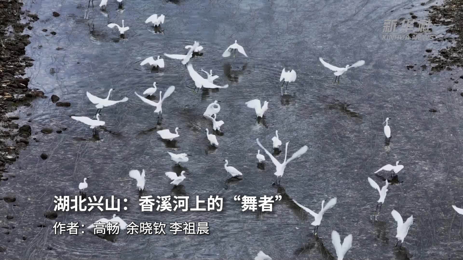 湖北兴山：香溪河上的“舞者”