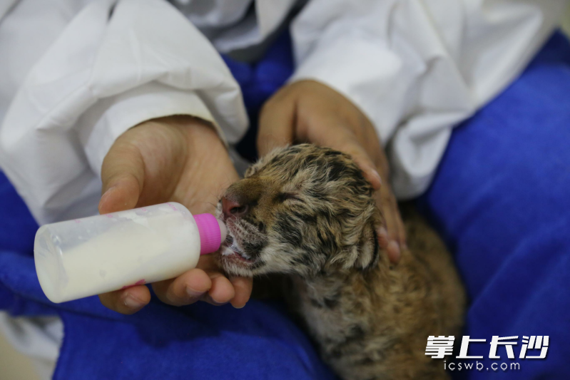 保育员精心照料刚出生的小东北虎。