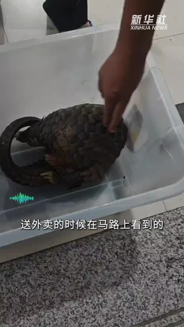 “只是举手之劳”！外卖小哥上班途中救下国家一级保护野生动物