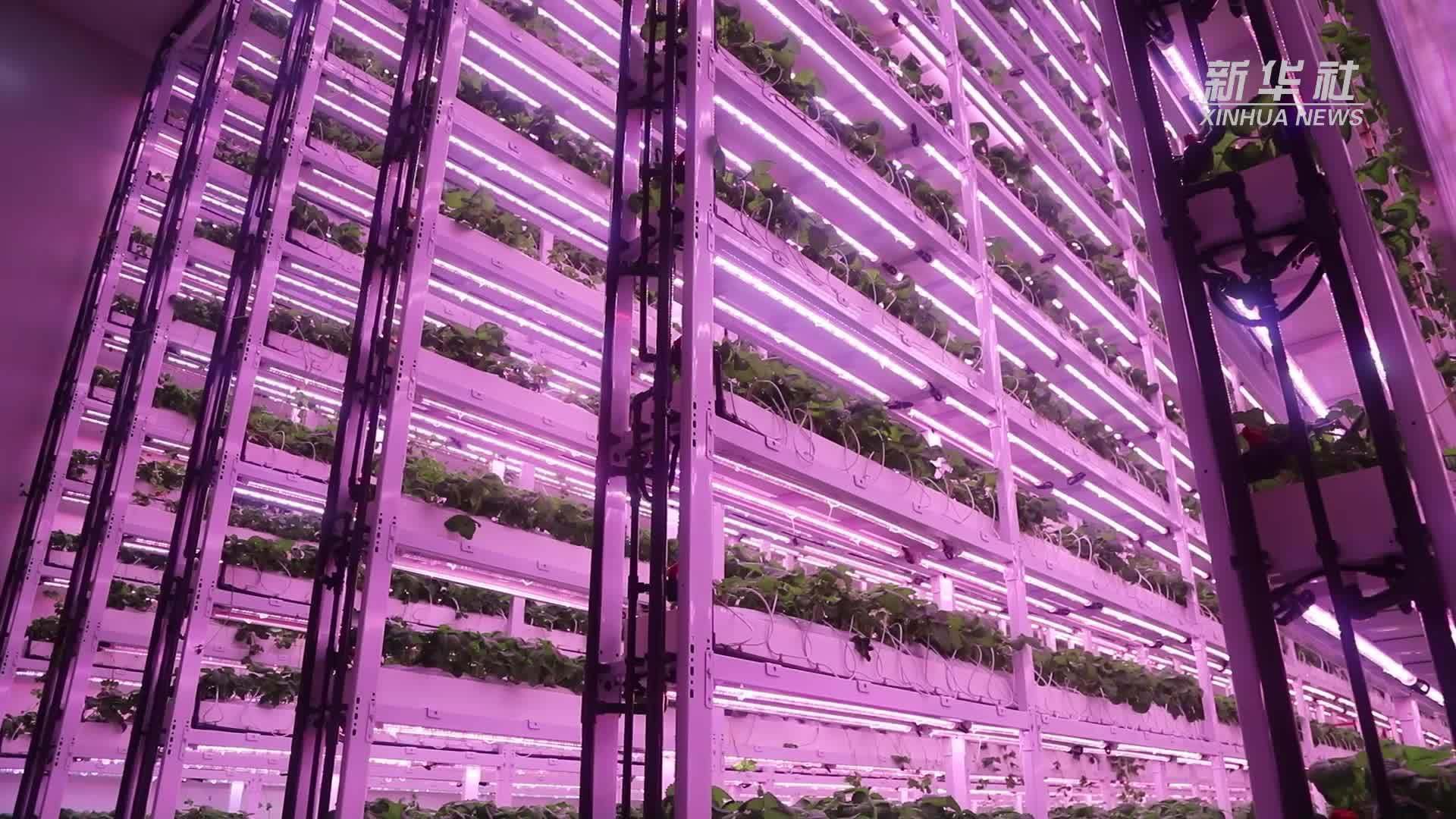 科技赋能·川蜀丰歌｜日产400斤 探秘西南最大草莓智慧工厂