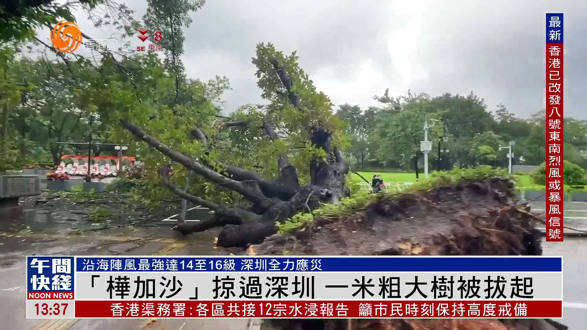 粤语报道｜“桦加沙”掠过深圳 一米粗大树被拔起