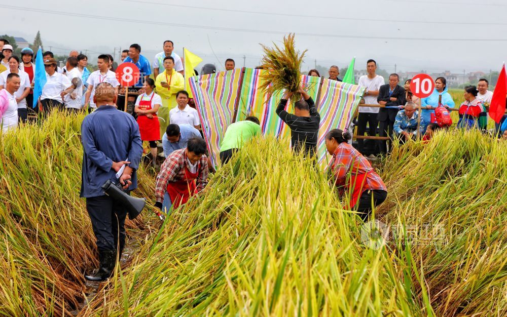 选手在农民趣味运动会项目“颗粒归仓”参赛中。