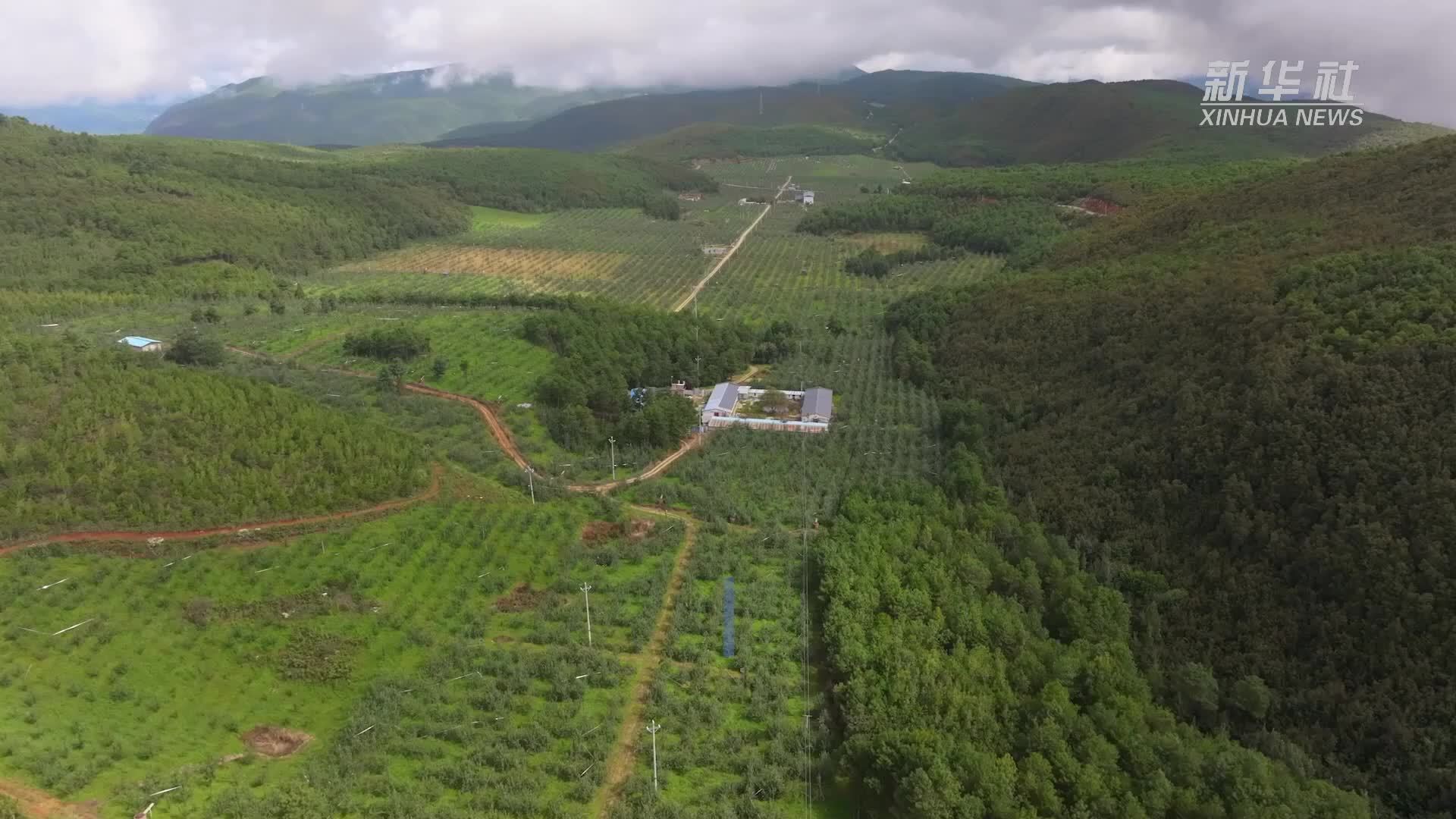 钻进千亩果园 在云南洱源沉浸式体验秋收