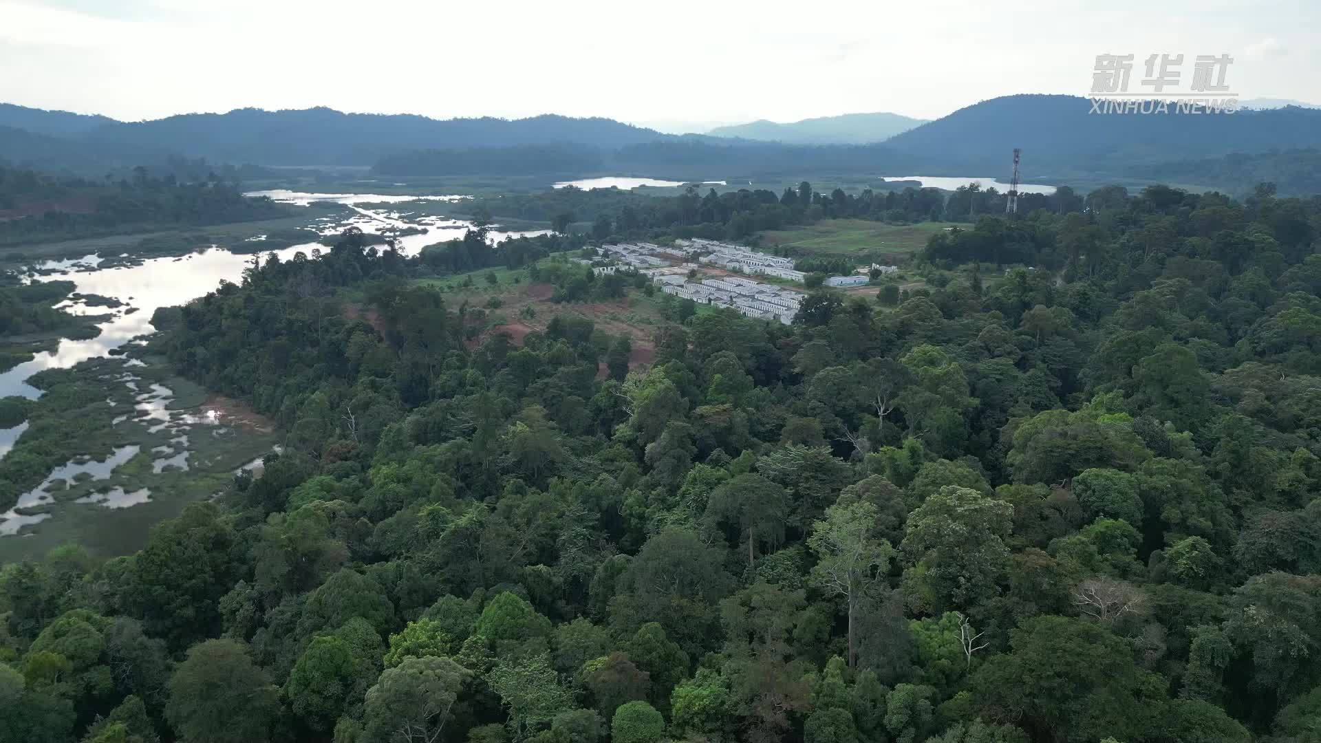 寻回失落的宝藏：马来西亚原住民参与珍尼湖生物圈保护区生态修复