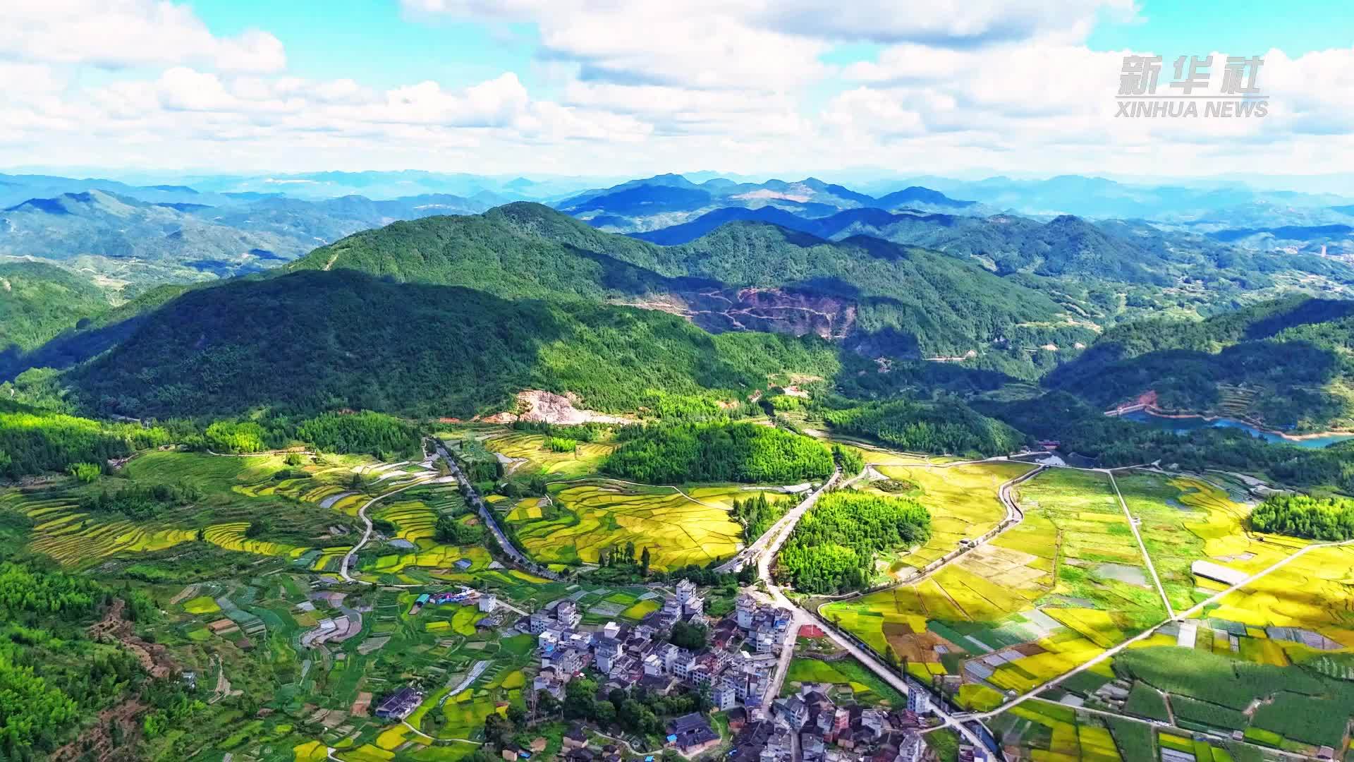 瞰中国丨福建寿宁：稻浪翻金染千层秋色