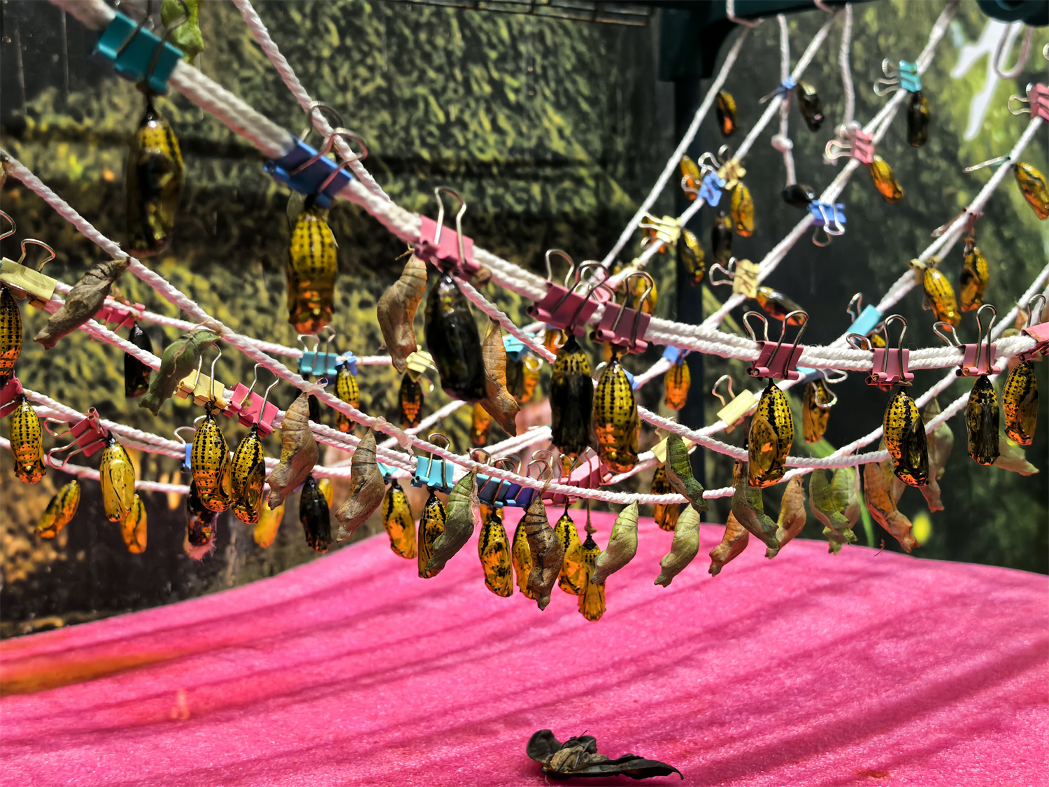 网格长的自然课堂:带领孩子见证蜕变,践行环保