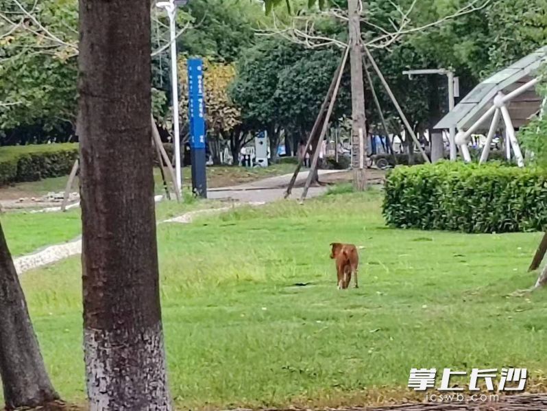 流浪狗在草地上。