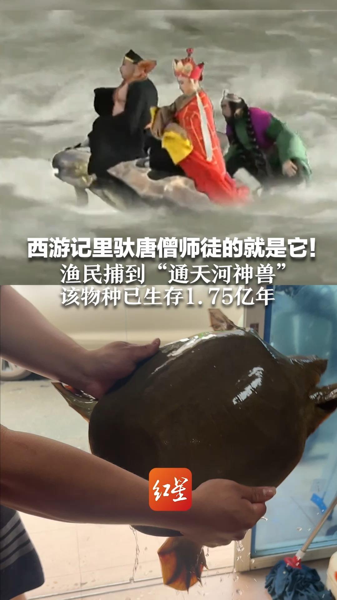 西游记里驮唐僧师徒的就是它！渔民捕到“通天河神兽” 鉴定为韩江鼋（yuán），已放生 该物种已生存1.75亿年