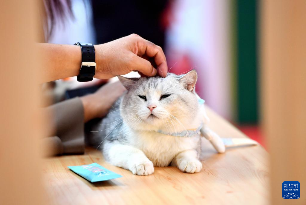 9月20日，观众在宠物产业博览会上与宠物猫互动。