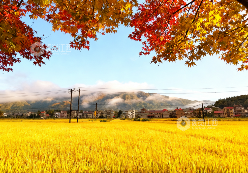 9月25日，永新县澧田镇雨后初晴，稻田泛金，远山含黛，景色惹人醉。