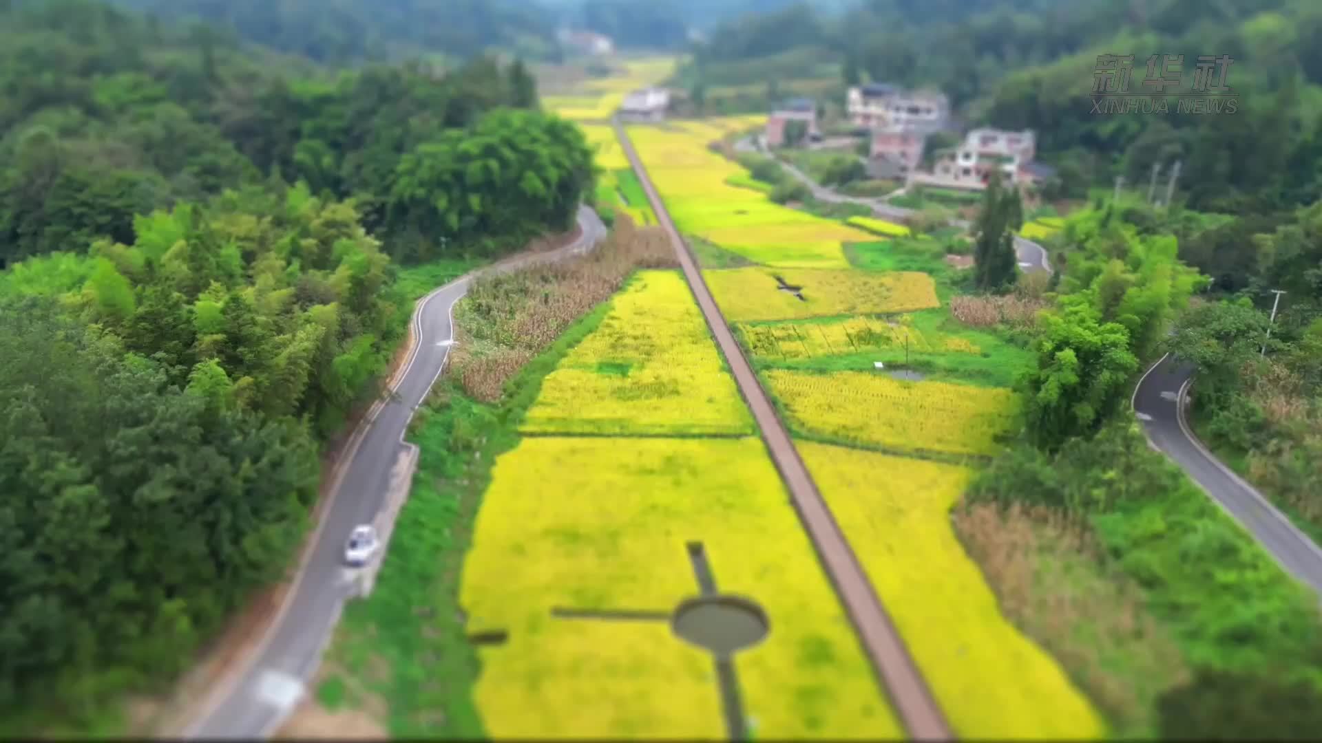 移轴视角下的秋日稻田太治愈了