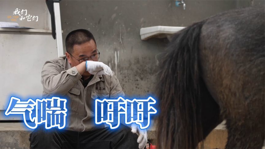给烈马修蹄累瘫饲养员，马生首次修蹄一百个不乐意