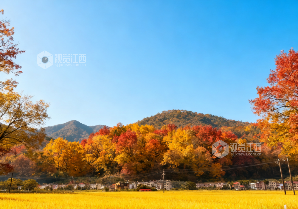 9月25日，永新县澧田镇云雾缭绕山间，金黄稻田傍村舍，静谧美好。