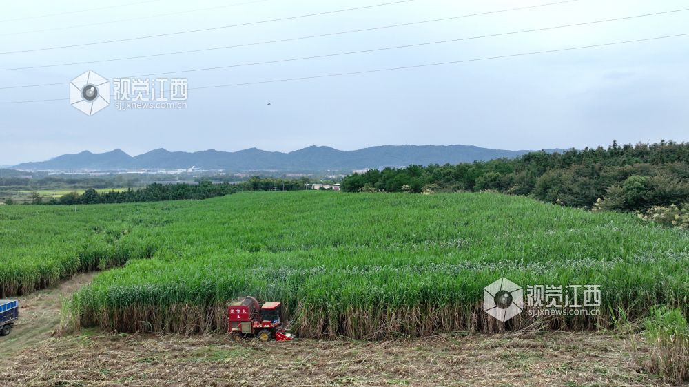 金秋时节,江西省分宜县分宜镇水北村、池塘村等地的青贮饲草进入大规模收割季。饲草种植企业抢抓农时进行收割与加工,田间地头与加工车间内呈现出一派忙碌的采收加工景象。