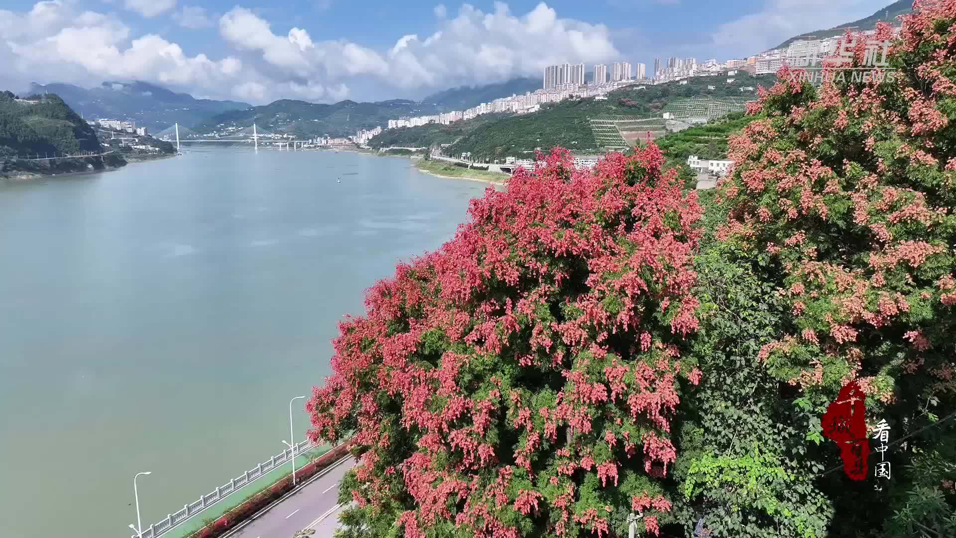 千城百县看中国｜湖北巴东：长江岸畔栾果红