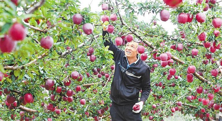 天水市秦州区中梁镇果农采摘花牛苹果　新甘肃&middot;甘肃日报通讯员　孙镇