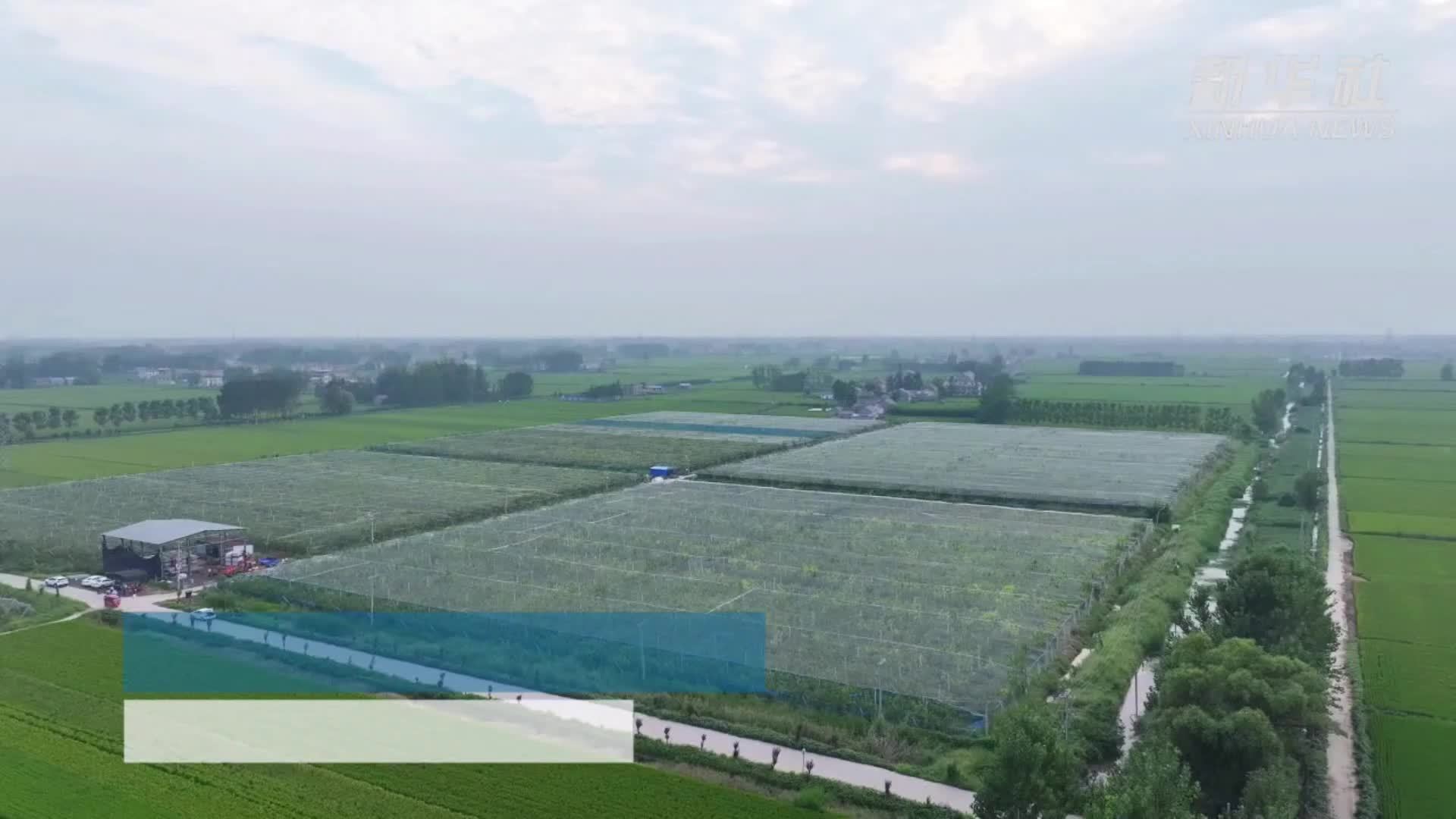 江苏灌南：秋月梨甜蜜上市