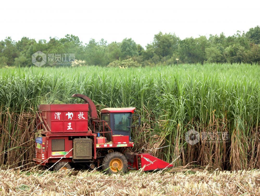 金秋时节,江西省分宜县分宜镇水北村、池塘村等地的青贮饲草进入大规模收割季。饲草种植企业抢抓农时进行收割与加工,田间地头与加工车间内呈现出一派忙碌的采收加工景象。